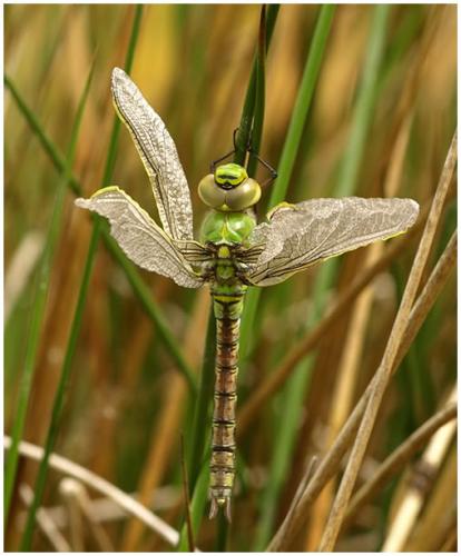 Anax imperator