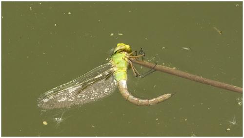 Anax imperator
