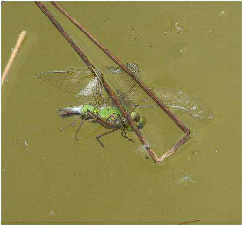 Anax imperator