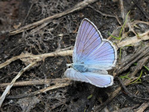 Lycaena heteronea