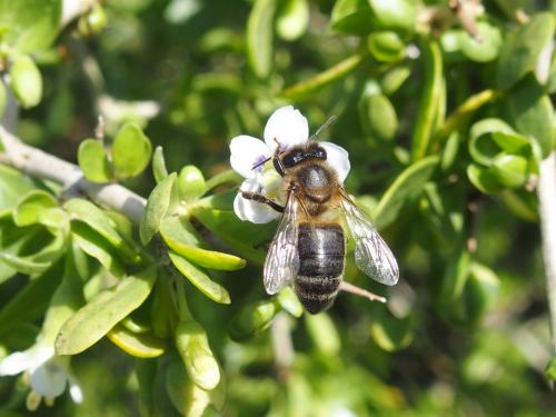 Apis mellifera