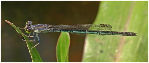 Agriocnemis nana