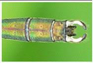 Chalcolestes viridis