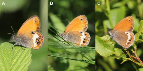 Coenonympha divers