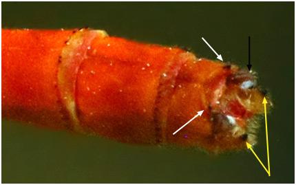 Réf. 197 059 : Ceriagrion glabrum