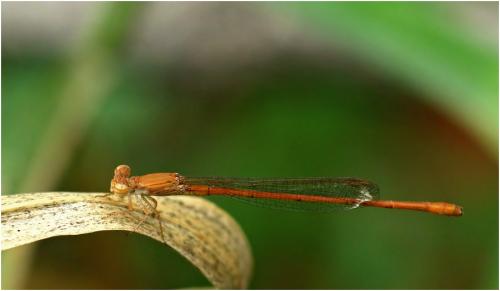 Ceriagrion glabrum