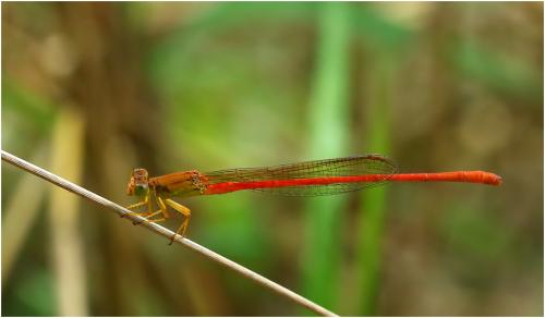 Ceriagrion glabrum