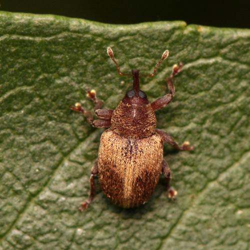 Réf. 197 154 : Lignyodes enucleator