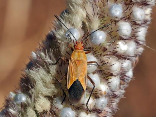 Boisea fulcrata flava