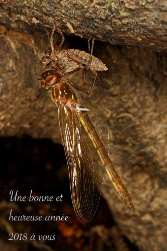 Oxygastra curtisii