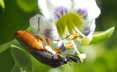 Rhinia apicalis