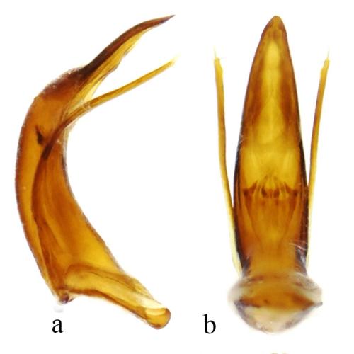 Réf. 197 567 : Isereus serullazi