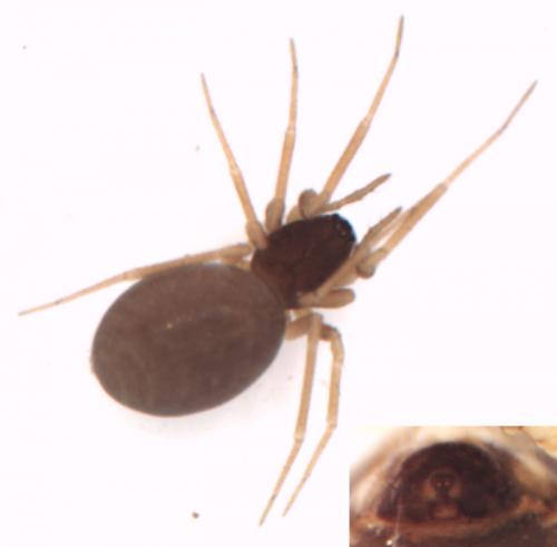Trichoncus sp.