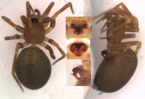 Microneta viaria