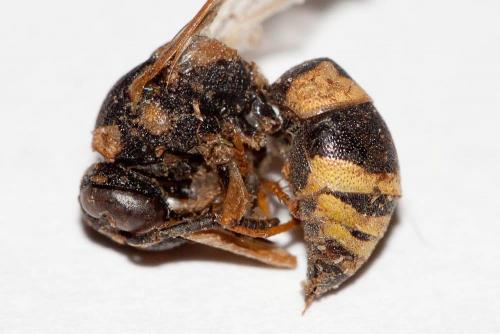 Euodynerus posticus