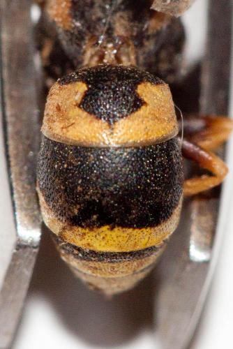 Euodynerus posticus