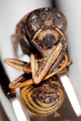 Réf. 197 416 : Euodynerus posticus