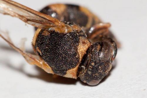 Euodynerus posticus