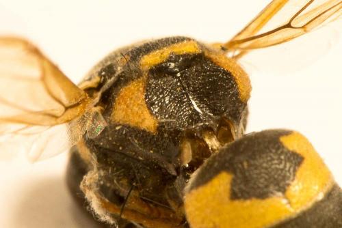 Euodynerus posticus
