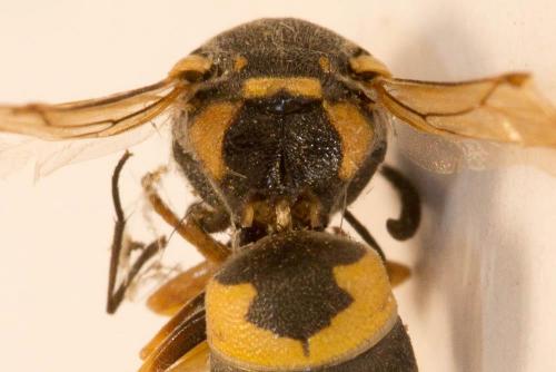 Euodynerus posticus
