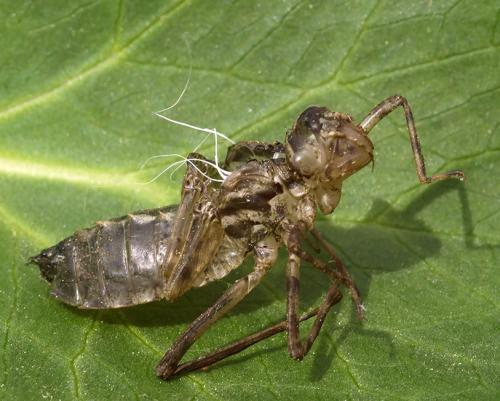 Cordulia aenea