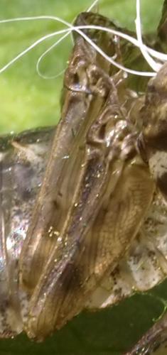 Cordulia aenea