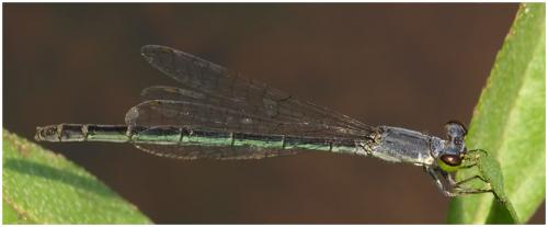 Agriocnemis nana