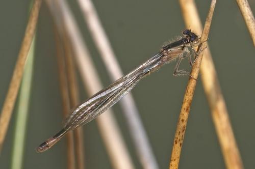 Ischnura elegans