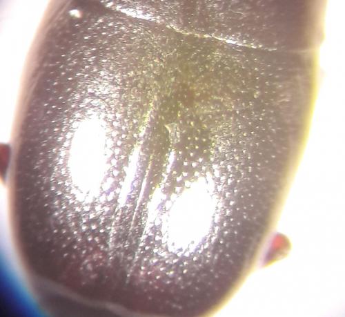 Réf. 197 228 : Paromalus luderti