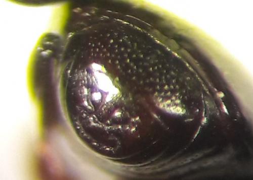 Réf. 197 230 : Paromalus luderti