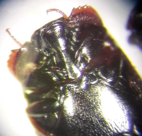 Réf. 197 229 : Paromalus luderti