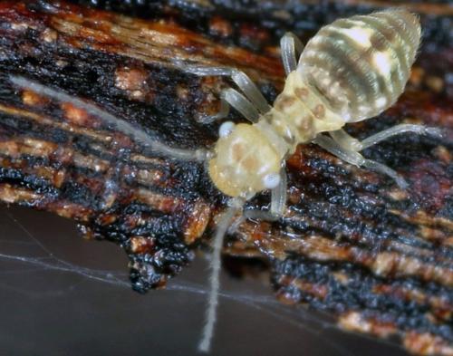 Réf. 197 827 : Graphopsocus cruciatus