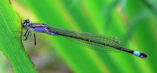 Ischnura elegans