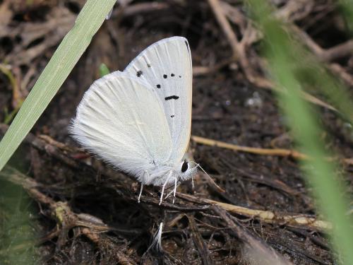 Lycaena heteronea