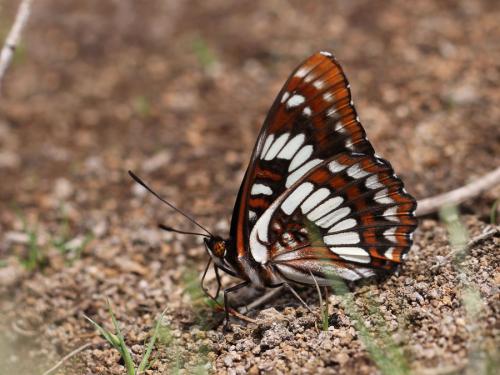Réf. 197 502 : Limenitis lorquini