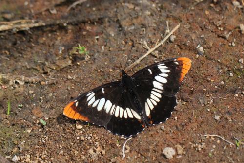 Réf. 197 530 : Limenitis lorquini