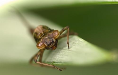Pyrrhosoma nymphula
