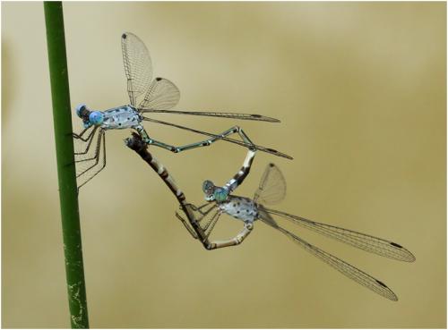 Lestes praemorsus