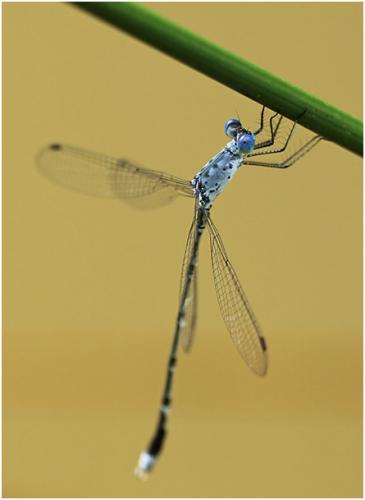 Lestes praemorsus