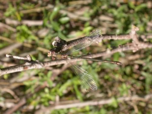 Chalcolestes viridis