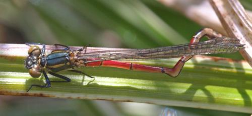 Pyrrhosoma nymphula