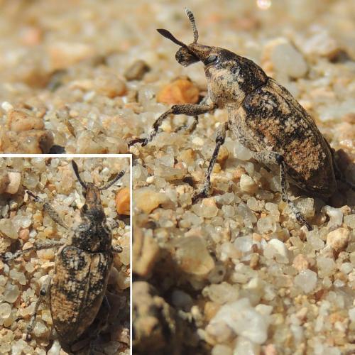 Réf. 197 791 : Pachycerus sp.