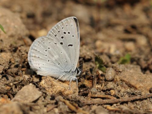 Icaricia icarioides