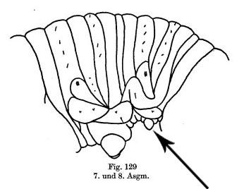 Mesoneura opaca