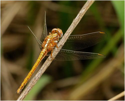 Orthetrum chrysostigma