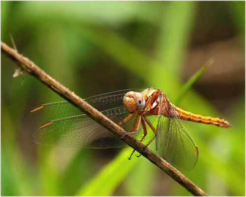 Orthetrum chrysostigma