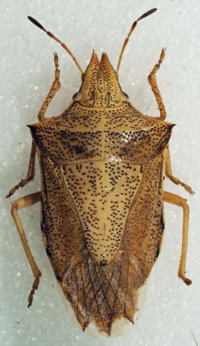 Diploxys senegalensis senegalensis