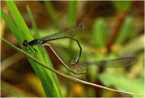 Réf. 197 656 : Pseudagrion hamoni