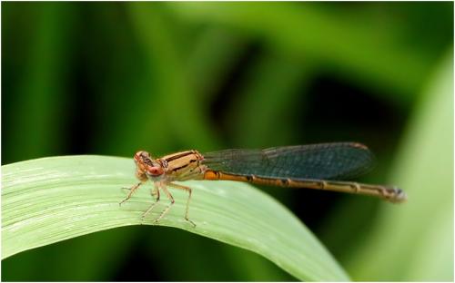 Réf. 197 655 : Pseudagrion hamoni