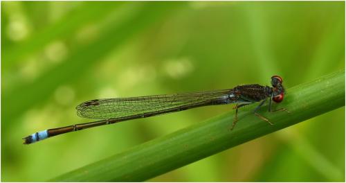 Pseudagrion hamoni